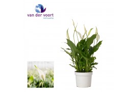 Spathiphyllum bellini 8+ bloem - Zonder hoes