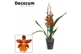 Colmanara orchid Cambria 2 tak Catatante (Decorum)