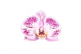 Phalaenopsis spotted world 2 tak - 18+ bloemen wit keramiek