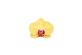 Phalaenopsis floriclone limelight 3 tak - 18+ bloemen