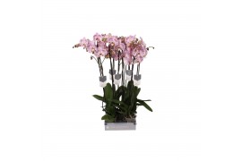 Phalaenopsis spotted world 2 tak - 18+ bloemen