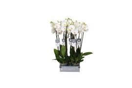 Phalaenopsis white world 3 tak - 18+ bloemen