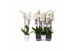 Phalaenopsis white world 3 tak - 18+ bloemen mix keramiek