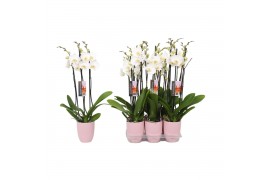 Phalaenopsis anthura madrid 3 tak - 22+ bloemen roze keramiek