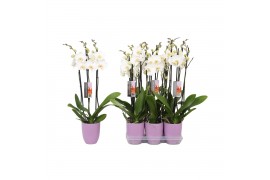 Phalaenopsis anthura madrid 3 tak - 22+ bloemen lilac keramiek