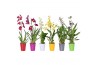 Orchidee Orchideeën mix 1 tak 12 cm met gekleurd plastic pot