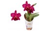 Cattleya grootbloemig mix 1 tak 2 knop