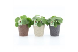 Pilea peperomioides in nature keramiek