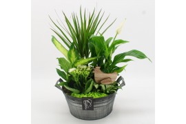 Arrangementen kamerplanten BAPS-2516GR Basic Pasen 5 pp