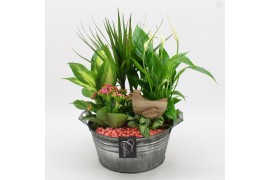 Arrangementen kamerplanten BAPS-2516RZ Basic Pasen 5 pp