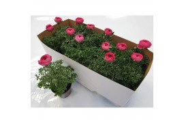 Ranunculus sprinkles pink Ran. roze