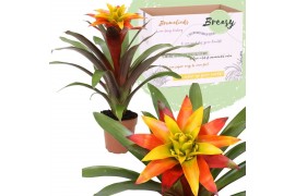 Guzmania Fiero Yellow