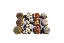 Cactus bloeiend mix Sierras® - Cactus Flowering Mix