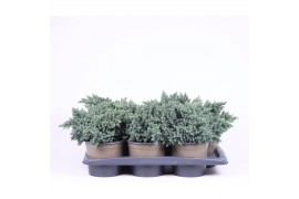 Juniperus squamata blue star