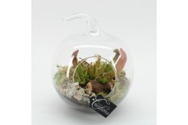 Vleesetende planten CARNI-2504 Carni creatie terrarium 1 pp