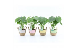 Monstera deliciosa in noah mand pastel