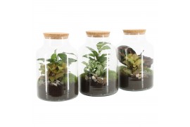 Arrangementen kamerplanten 90590: Terrarium