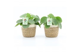 Pilea peperomioides in noah mand