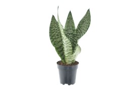 Sansevieria trifasciata larenzii