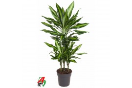 Dracaena fragr. cintho 45-carrousel