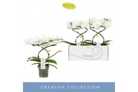 Phalaenopsis balletto wing 2 tak