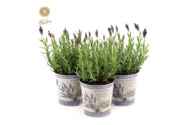 Lavandula stoechas anouk in zinc lavender