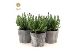 Lavandula stoechas anouk in wood