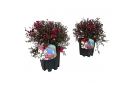 Leptospermum scoparium rood