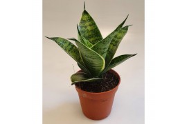 Sansevieria trifasciata hahnii silver decorum