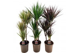 Dracaena mix marginata mix 3 pp