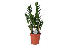 Zamioculcas zamiifolia jonge veren