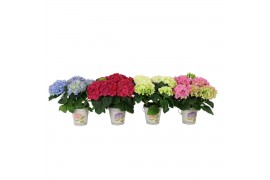 Hydrangea macr. mix Mix 3-5 Bloem