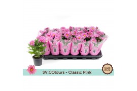 Chrysanthemum ind. giro time Classic pink