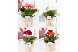 Gerbera mix in pot pure wood iv