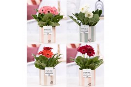 Gerbera mix belicht 2+ in  pure eline,