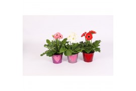 Gerbera mix in zinken pot met velvet hart