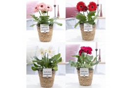 Gerbera mix belicht  in pure collect,