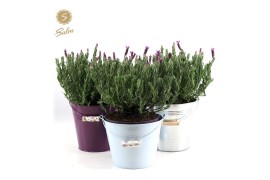 Lavandula stoechas anouk in zinc mix