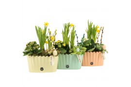 Arrangementen kamerplanten 70755: Easter arrangement 3 pp