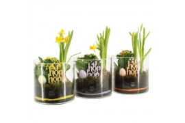 Arrangementen kamerplanten 70776: Easter arrangement 2 pp