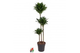 Dracaena fragr. compacta 90-60-30