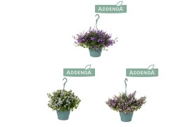 Campanula posch. adansa mix Hangpot mix 3 kleuren