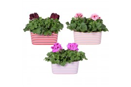 Pelargonium grandiflorum Collectie Soft Illusion Pelargonium in Duo ke