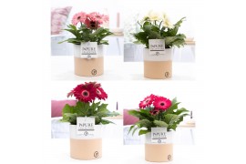 Gerbera mix in pot pure cla,