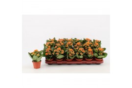 Kalanchoe calandiva oranje zonder hoes