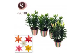 Lilium aziatische grp Aziaat Mix 13cm Potcover STRIPES