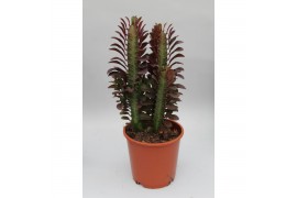 Euphorbia trigona rubra