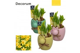 Arrangementen narcissus Narcis Bunny HL13275 [YELLOW] 3 pp 1 per pot