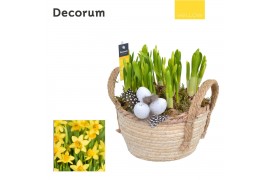 Arrangementen narcissus Narcis Mand met Hengsels HL13785 [YELLOW] 7 pp