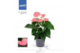 Anthurium andr. sweet dream